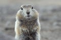 Portrait of Arctic ground squirrel. Cute curious wild animal of genus of medium sized rodents of squirrel family