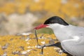 Arctic tern with a sand eel Royalty Free Stock Photo