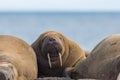 Portrait arctic walrus colony odobenus rosmarus, blue sea