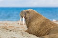 Portrait arctic walrus odobenus rosmarus with tusks, blue sea