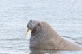 Portrait arctic walrus odobenus rosmarus with tusks in water