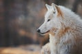 Portrait of an arctic wolf Canis lupus arctos. Royalty Free Stock Photo