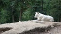 Portrait of arctic wolf. Canis lupus arctos Royalty Free Stock Photo