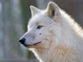 portrait of a arctic Wolf in a forest