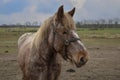Portrait of Ardennes horse, close up animal