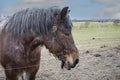 Portrait of Ardennes horse, close up animals