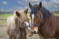 Portrait of Ardennes horses, close up animals