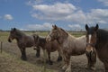 Portrait of Ardennes horses, close up animals