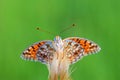 The portrait of Argynnis niobe butterfly in green background