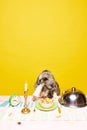 Portrait of aristocratic dressed schnauzer, breed dog eating on table decorated candles with different delicious meals