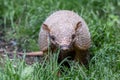 Portrait of an armadillo in the forest