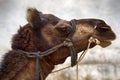 Portrait (arrogant profile) of a camel