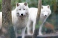 Portrait of an artic wolf in the forest Royalty Free Stock Photo