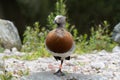 A portrait of an Ashy-Headed Goose as it stands on one leg