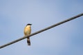 Portrait of Ashy Prinia captured while sitting on a powerline with blue and clear sky in the background Royalty Free Stock Photo