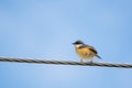 Portrait of Ashy Prinia perching on a powerline with blue and clear sky in the background Royalty Free Stock Photo