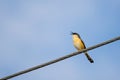 Portrait of Ashy Prinia singing while sitting on a powerline with blue and clear sky in the background Royalty Free Stock Photo