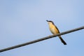 Portrait of Ashy Prinia singing while sitting on a powerline with blue and clear sky in the background Royalty Free Stock Photo