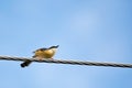 Portrait of Ashy Prinia about to take off from a powerline with blue and clear sky in the background Royalty Free Stock Photo