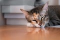 Portrait of Asia short hair with black tubby cat lying sleep on table Royalty Free Stock Photo