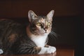 Portrait of Asia short hair with black tubby cat lying on table Royalty Free Stock Photo