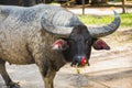 Portrait of asian big battle buffalo in paddock Royalty Free Stock Photo
