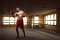 Portrait of asian boxer performing uppercut on the boxing ring Royalty Free Stock Photo