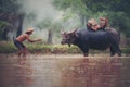 Portrait of Asian boy enjoying playing the with buffalo. Farmer Royalty Free Stock Photo