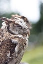 Portrait of an Asian, brown cute owl in profile. Royalty Free Stock Photo