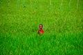 Portrait Asian child in the paddy field