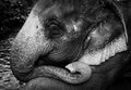 Black and white, detailed, portrait of beautiful asian elephant Royalty Free Stock Photo