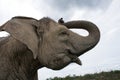 Portrait of an Asian elephant. Indonesia. Sumatra. Way Kambas National Park.