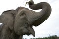 Portrait of an Asian elephant. Indonesia. Sumatra. Way Kambas National Park.