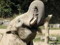 Portrait Asian elephant Royalty Free Stock Photo