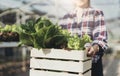 Portrait of Asian farmer young woman hold basket of vegetable in farm. Attractive agriculturist stand and holding carry Royalty Free Stock Photo