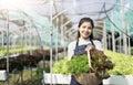 Portrait of Asian farmer young woman hold basket of vegetable in farm. Attractive agriculturist stand and holding carry Royalty Free Stock Photo
