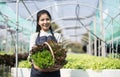 Portrait of Asian farmer young woman hold basket of vegetable in farm. Attractive agriculturist stand and holding carry Royalty Free Stock Photo