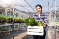 Portrait of Asian farmer young woman hold basket of vegetable in farm. Attractive agriculturist stand and holding carry Royalty Free Stock Photo