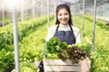 Portrait of Asian farmer young woman hold basket of vegetable in farm. Attractive agriculturist stand and holding carry Royalty Free Stock Photo