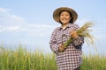 Portrait asian female in checkered shirt and wear hat holding rice being cut and sickle smiling happily in paddy field