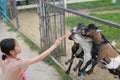Portrait of Asian girl child feed carrot to goats in cage at zoo