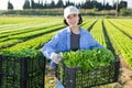 Portrait of asian girl stacking plastic crates with green lettuce harvest in backyard of farm Royalty Free Stock Photo