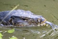 Asian water monitor, Varanus salvator, swimming in a pond Royalty Free Stock Photo