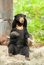 A portrait of Asiatic Black Bear standing Royalty Free Stock Photo