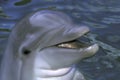 Portrait of an Atlantic bottlenose dolphin Royalty Free Stock Photo