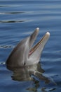 Portrait of an Atlantic Bottlenose Dolphin