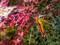 Portrait of a atlantic cleaner shrimp sitting on a rock, colorful prawn from the atlantic ocean Royalty Free Stock Photo