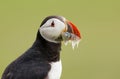 Portrait of Atlantic puffin with the beak full of sand-eels Royalty Free Stock Photo