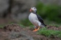 A close up portrait of an atlantic puffin Royalty Free Stock Photo
