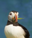 Portrait of Atlantic puffin with nesting material